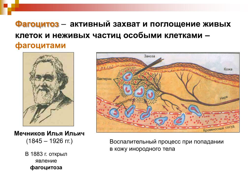 Фагоцитоз захват. Явление фагоцитоза Мечников. 1892 Фагоцитоз Мечников.