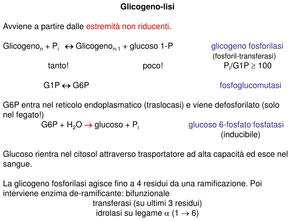 Differenza Tra Glicogenolisi E Glicogenosintesi
