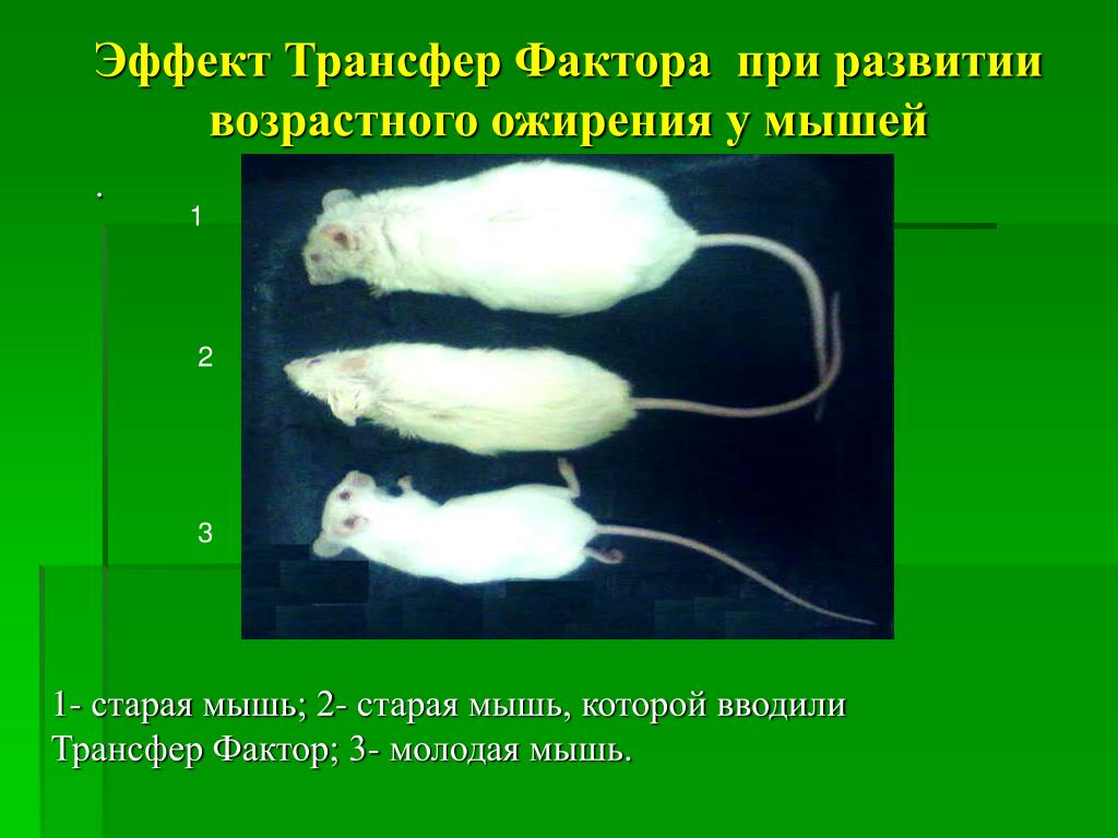 Фактор мыши. Ожирение у мышей. Модель развития мыши. Прямое развитие у мыши.