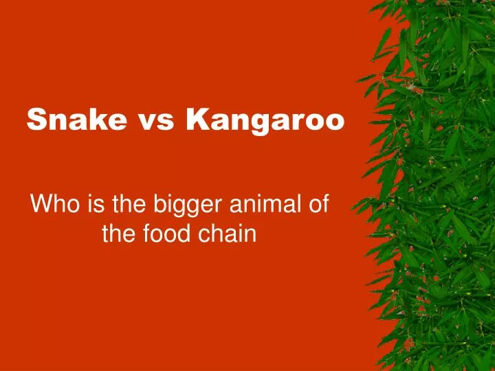 snake vs kangaroo n.