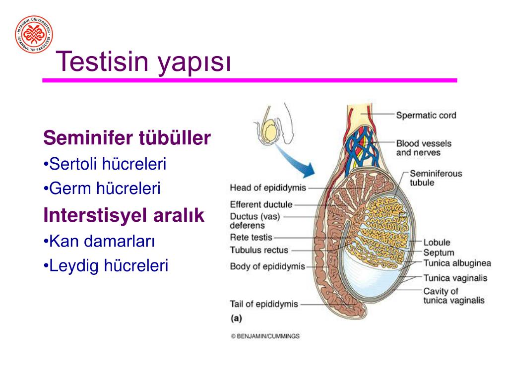 testislerin