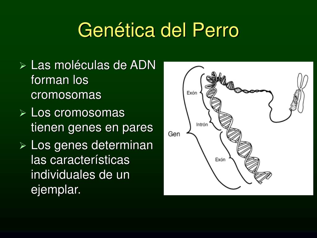 PPT - Genética del perro PowerPoint Presentation, free download - ID:947185