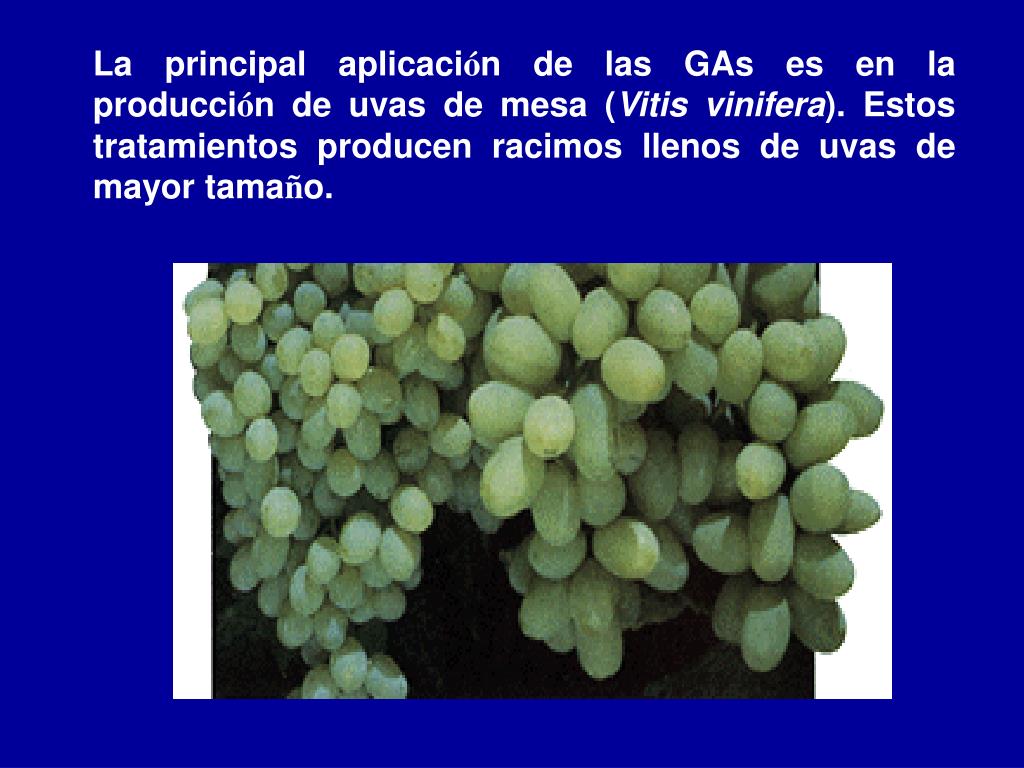 Las uvas producen gases