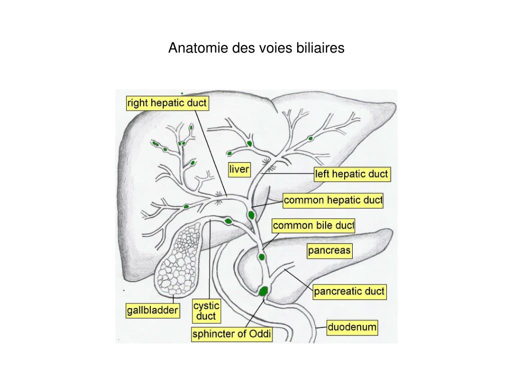 Dilatation Des Voies Biliaires Intra Et Extra-hépatiques PPT - LA LITHIASE BILIAIRE PowerPoint Presentation, free download - ID