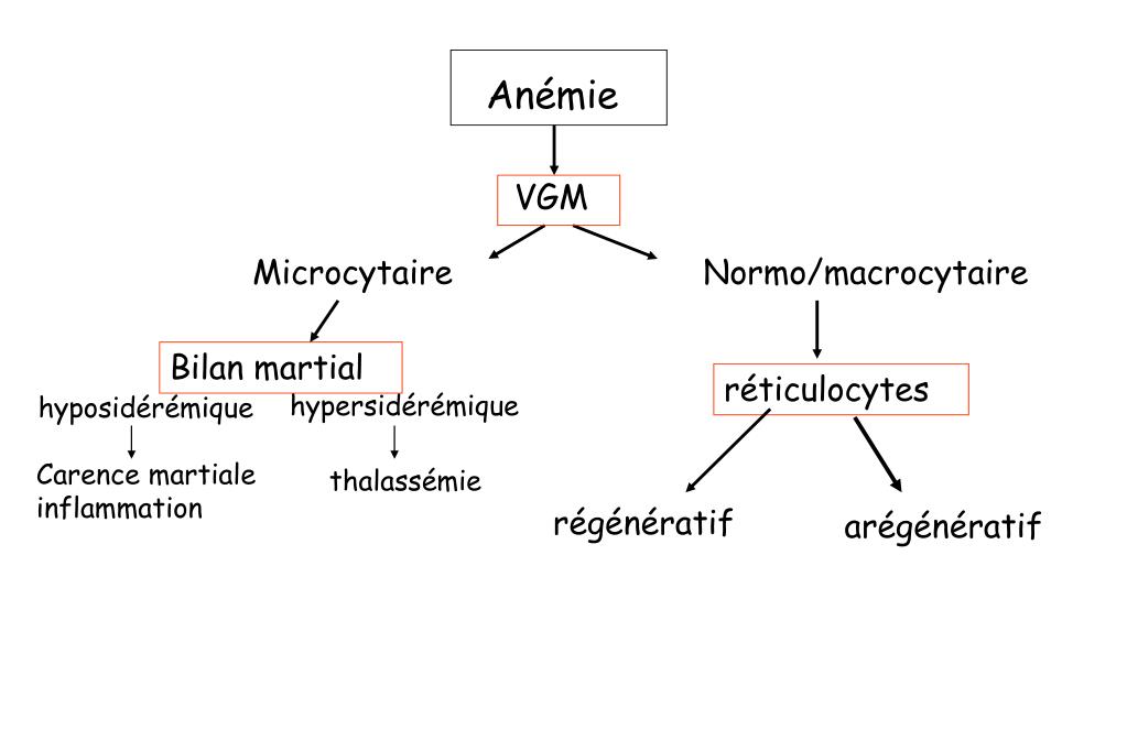 PPT - Anémies normochromes normo-macrocytaires PowerPoint Presentation ...