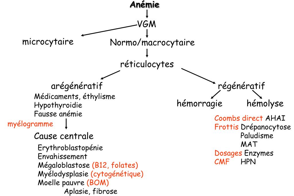 PPT - Anémies normochromes normo-macrocytaires PowerPoint Presentation ...