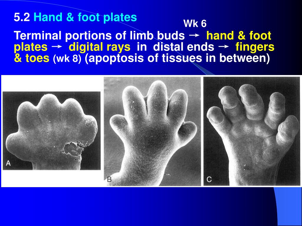 PPT - Human Embryology: Development of Face, Neck, and Limbs - A ...