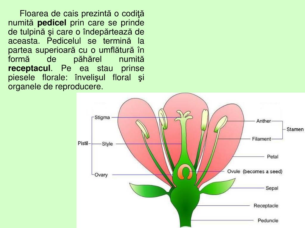 PPT Floarea i Alc tuirea Ei PowerPoint Presentation Free Download 