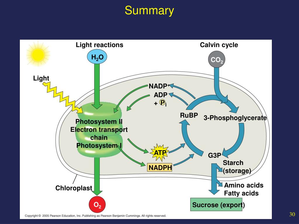 Сильная реакция на свет. Темновая фаза фотосинтеза цикл Кальвина. Световая фаза цикл Кальвина. Цикл Кальвина в фотосинтезе. НАДФ В фотосинтезе.