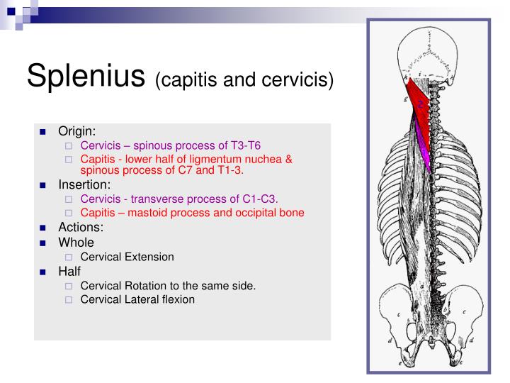 Ppt Muscles Of The Spinal Column Powerpoint Presentation Free Download Id 956788