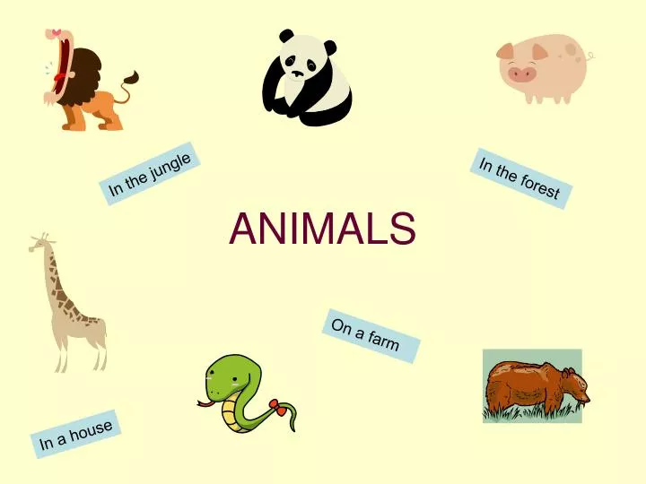 PPT - ANIMALS PowerPoint Presentation, free download - ID:95813