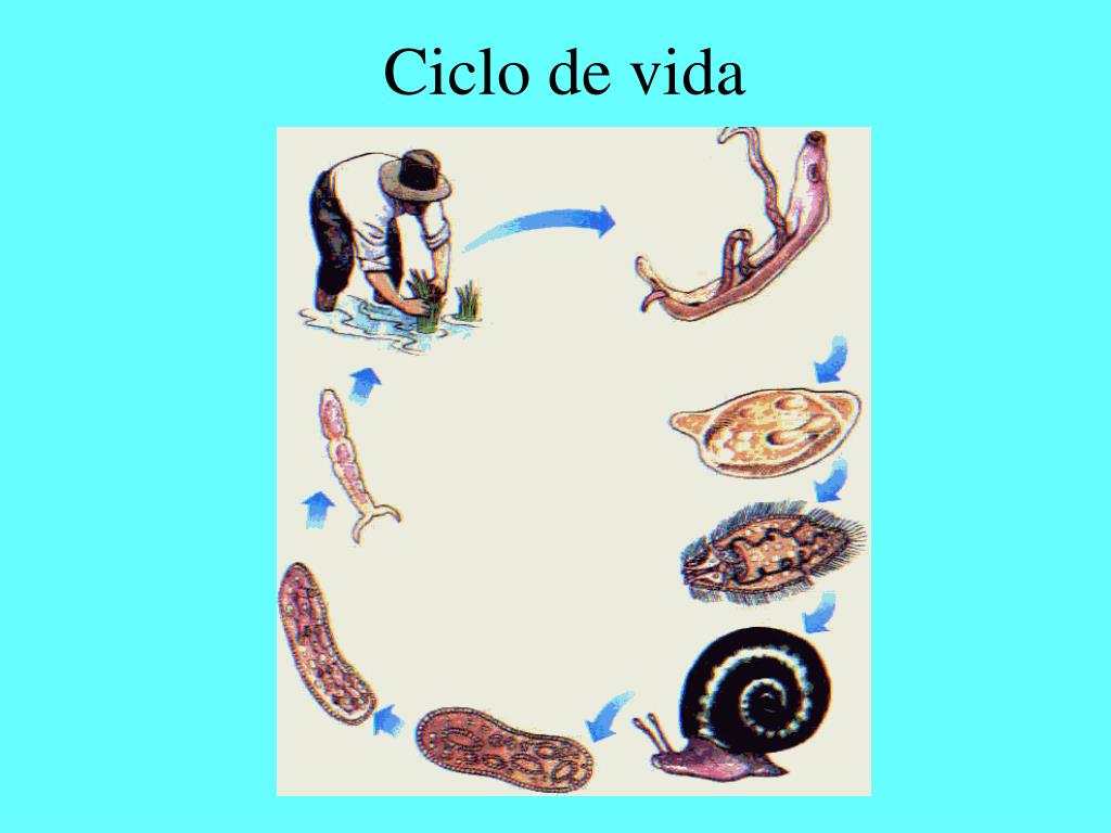 Жизненный цикл шистосомы. Жизненный цикл шистосомы Мансони. Schistosoma mansoni жизненный цикл. Schistosoma жизненный цикл. Цикл развития шистосомы урогенитальной.