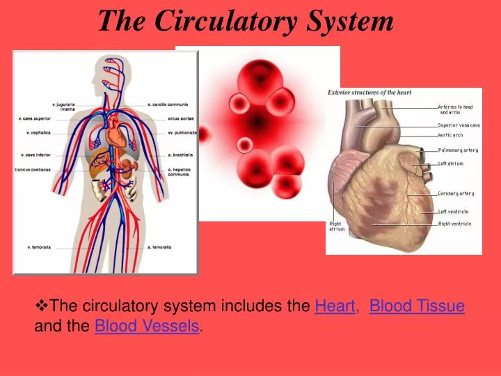 circulatory system powerpoint presentation
