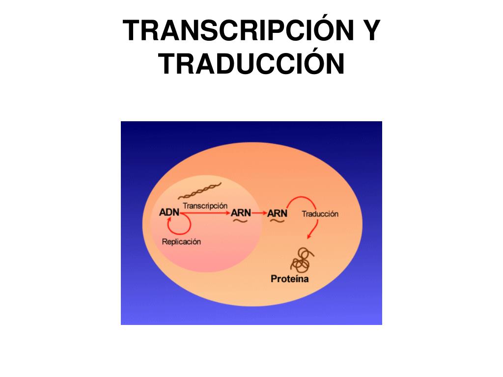 PPT TRANSCRIPCIÓN Y TRADUCCIÓN PowerPoint Presentation free download