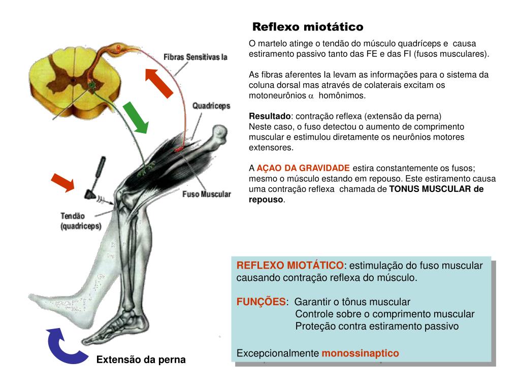 Cuantas veces se puede donar médula ósea