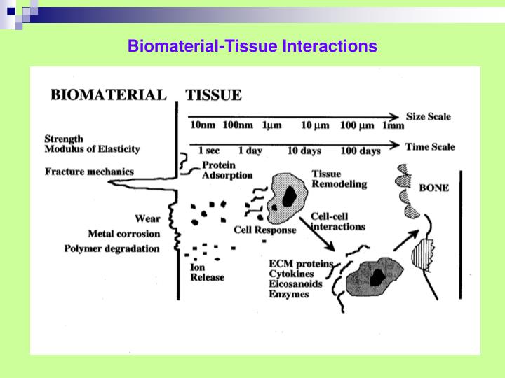 PPT Biomaterials and Biological response tests Lenka
