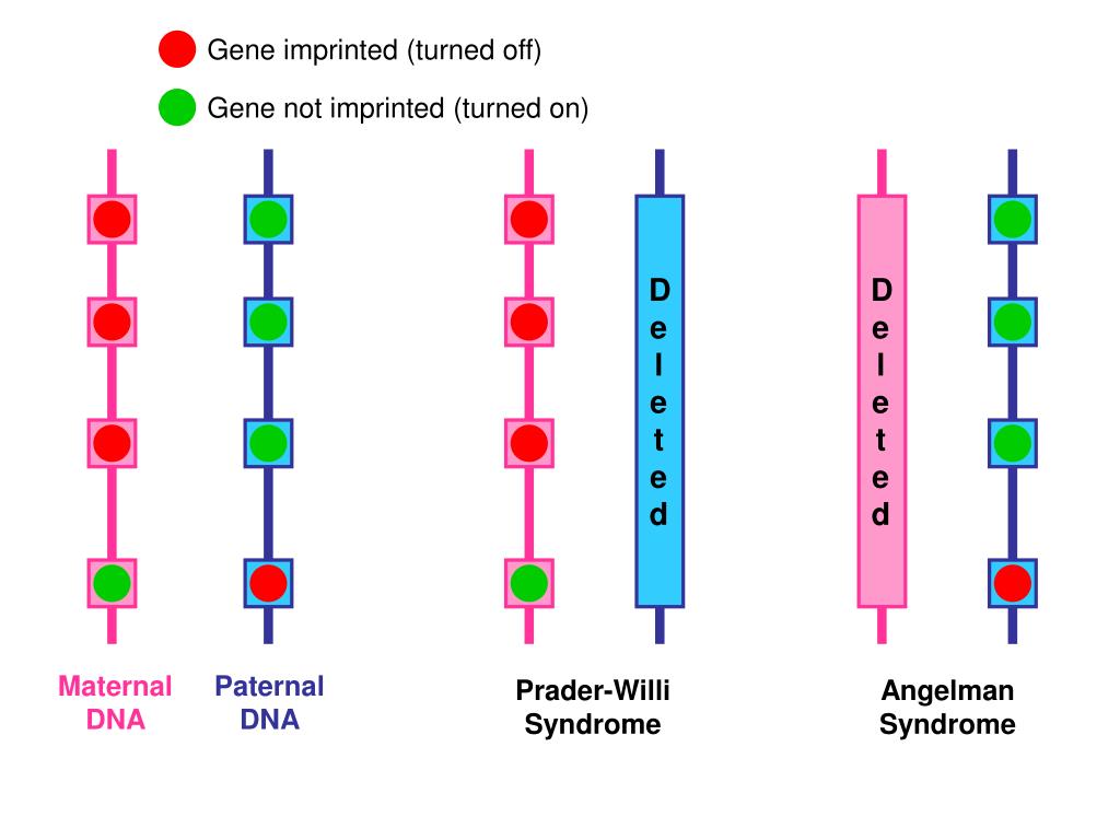 Ген тест 1. Синдром Ангельмана кариотип формула. Синдром Ангельмана кариотип. Тест ген.