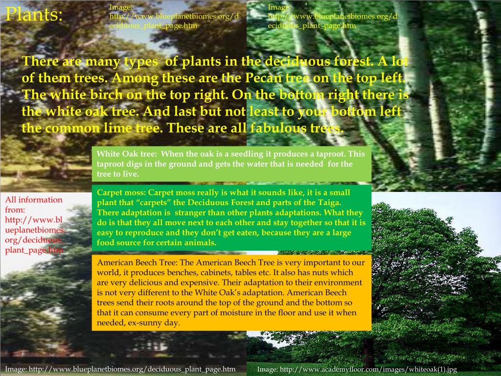 PPT - THE DECIDUOUS FOREST PowerPoint Presentation, free download -  ID:965400