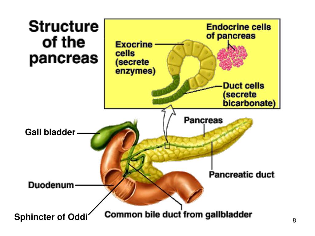 Alimentos perjudiciales para el pancreas