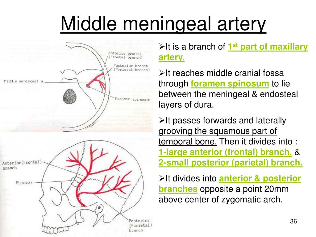 Foramen Spinosum Middle Meningeal Artery Foramen Spinosum Middle Meningeal Artery