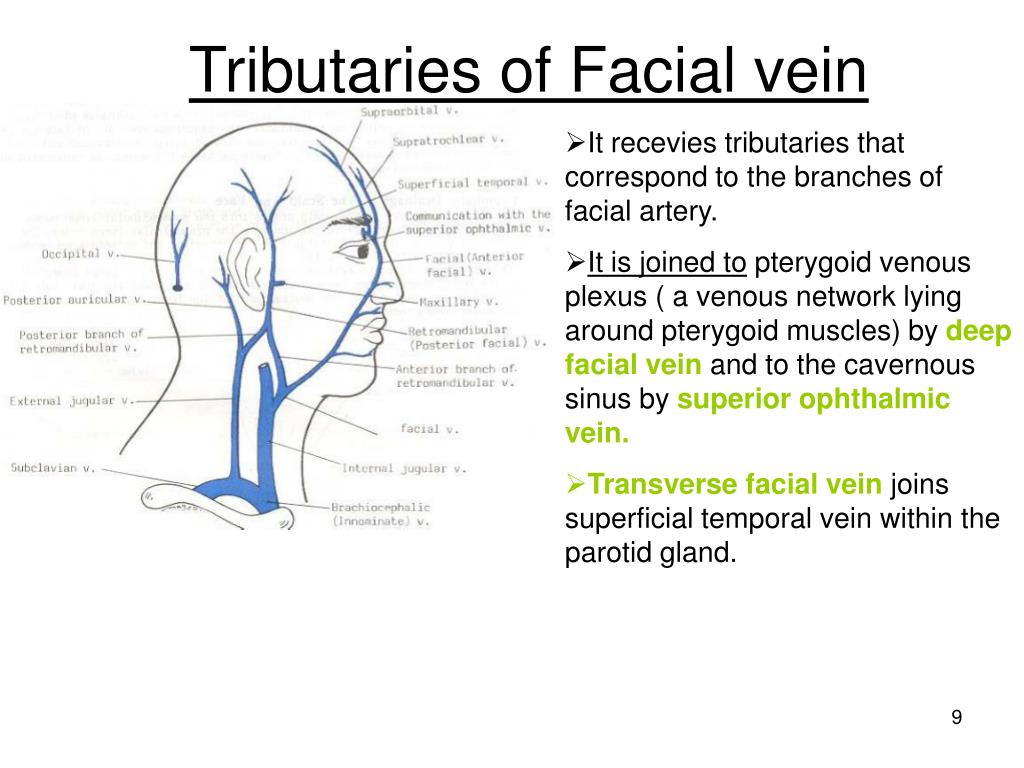facial vein Deep
