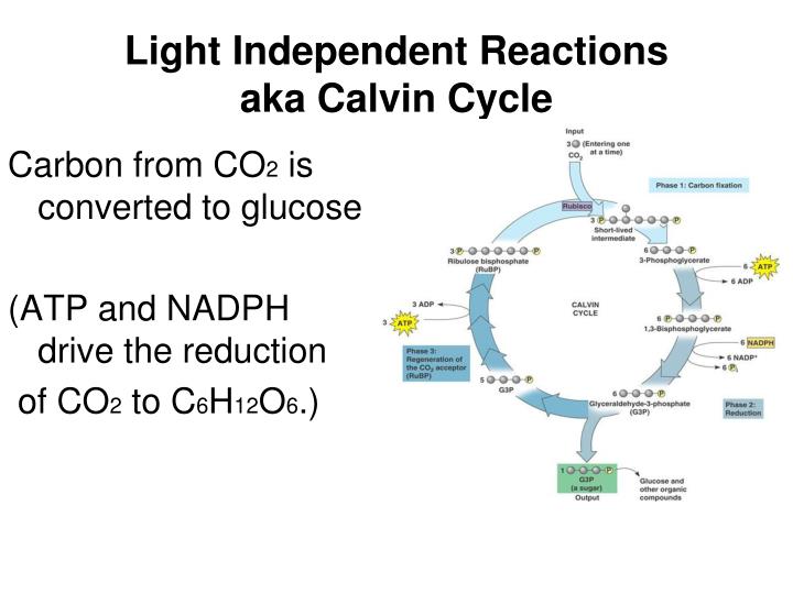 the light independent reaction a k a the calvin Co2 diffuses into the chloroplast and combines with rubp to form a 6-carbon sugar the 6-carbon sugar immediately splits into 2 molecules of pga the pga then takes an h from nadph and a p from atp and becomes pgal some pgal is. the light independent reaction a k a the calvin Co2 diffuses into the chloroplast and combines with rubp to form a 6-carbon sugar the 6-carbon sugar immediately splits into 2 molecules of pga the pga then takes an h from nadph and a p from atp and becomes pgal some pgal is.