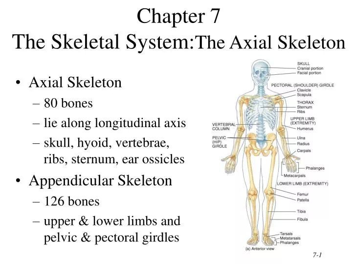 PPT Chapter 7 The Skeletal System The Axial Skeleton