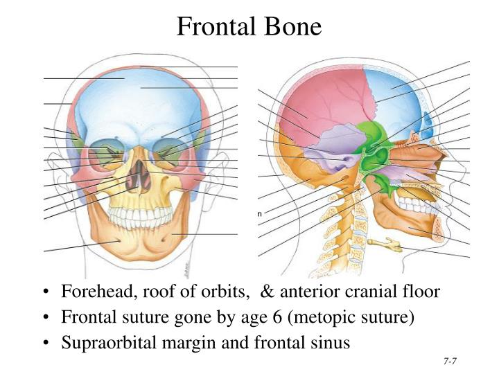 PPT - Chapter 7 The Skeletal System: The Axial Skeleton PowerPoint