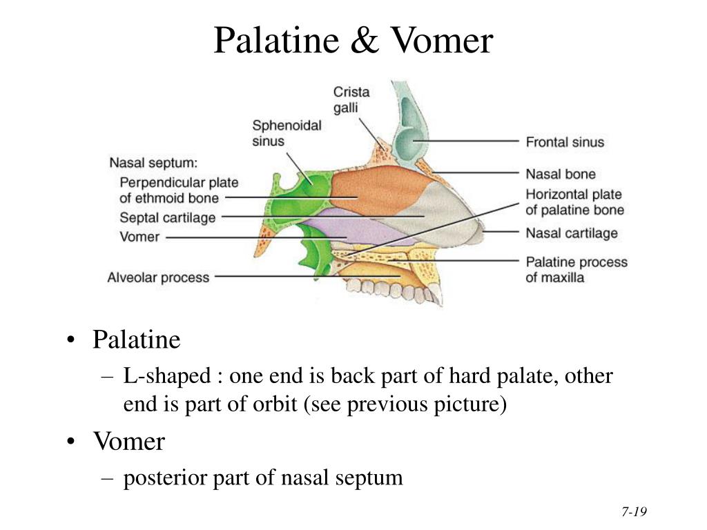 PPT Chapter 7 The Skeletal System The Axial Skeleton PowerPoint 