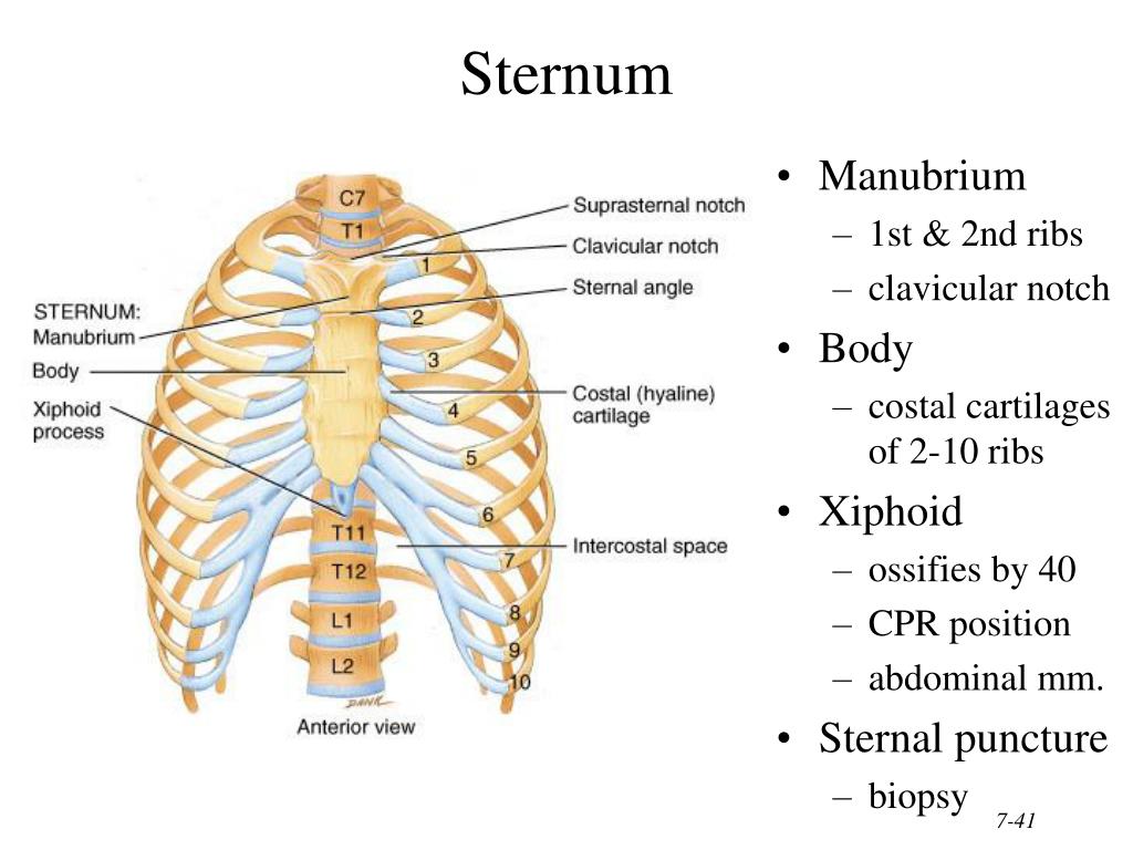 PPT - Chapter 7 The Skeletal System: The Axial Skeleton PowerPoint