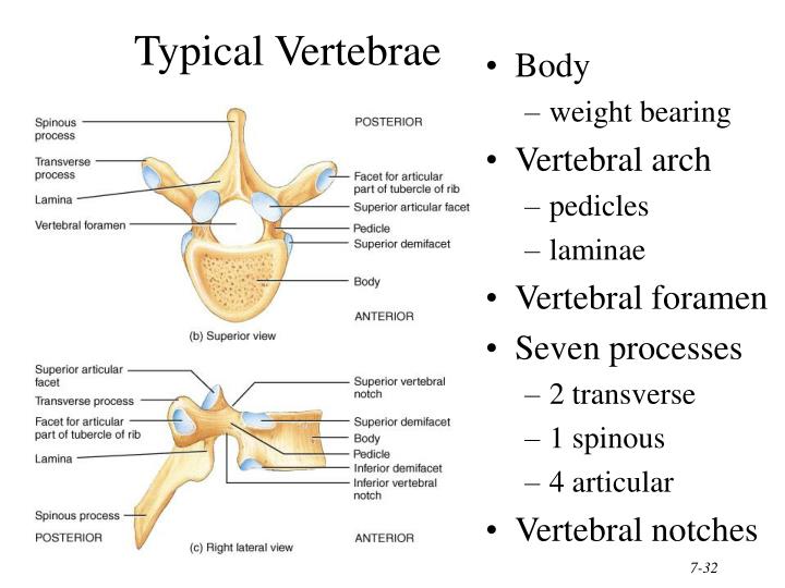 PPT - Chapter 7 The Skeletal System: The Axial Skeleton PowerPoint