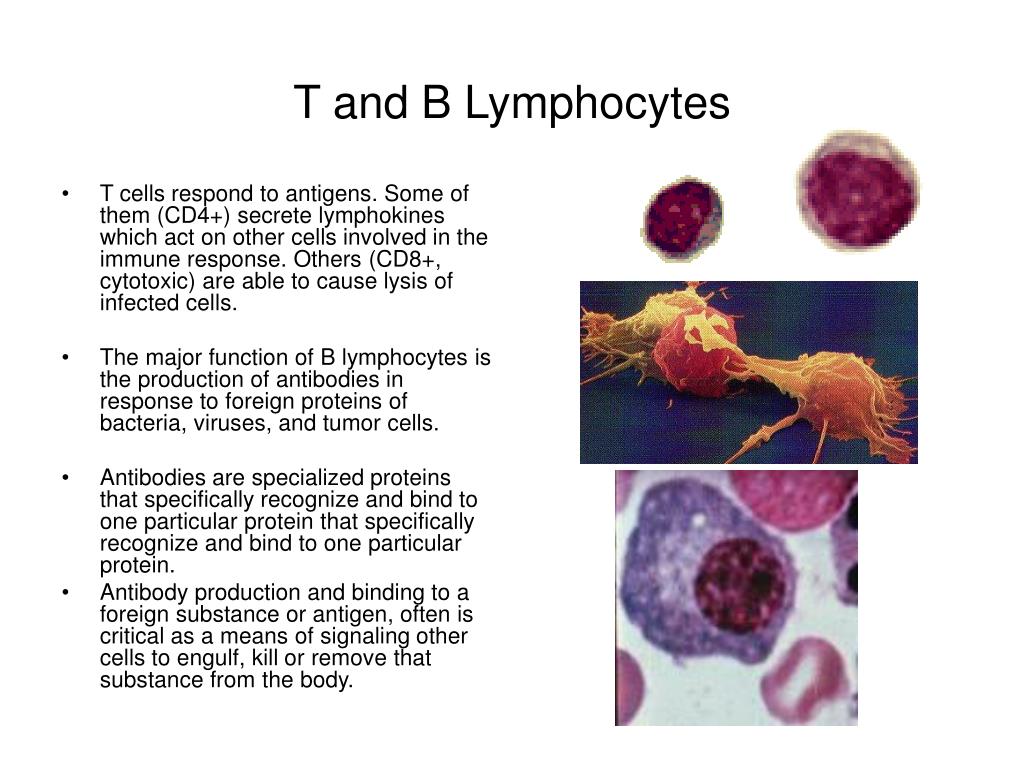 b and t lymphocytes ppt
