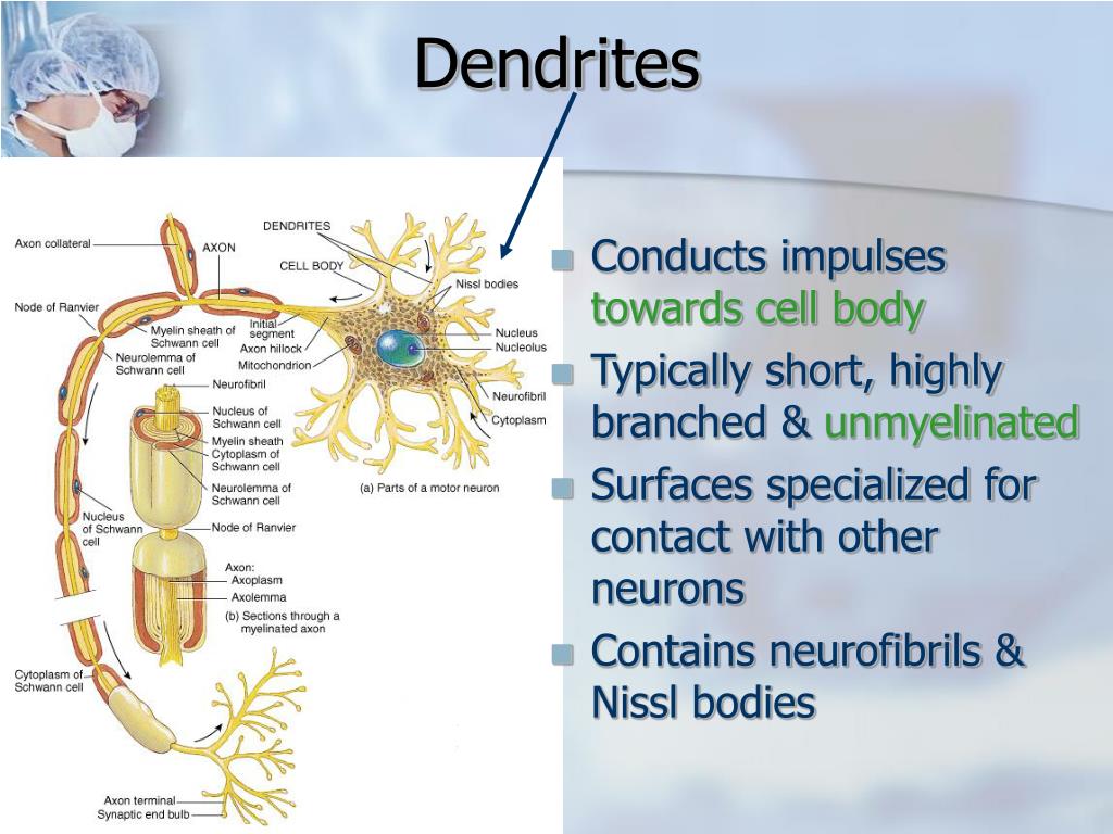 dendrite axon thickness dendrite axon thickness