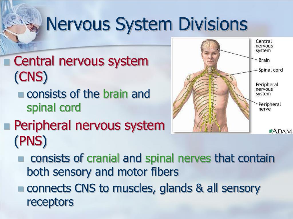 nervous system powerpoint presentation