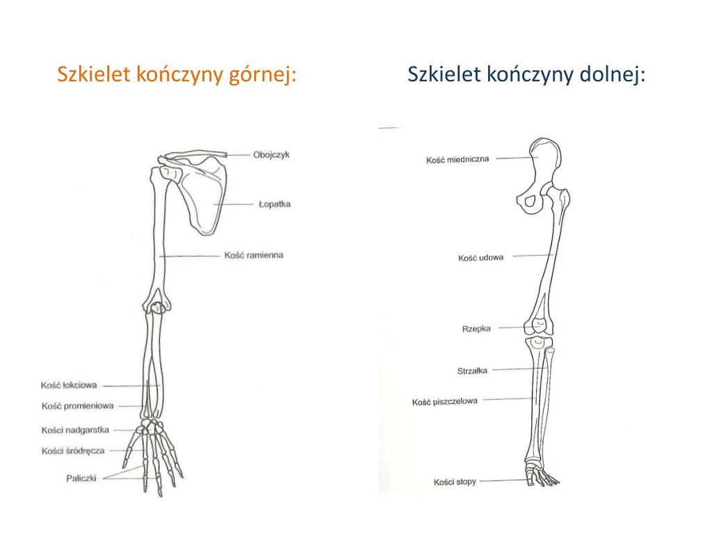 W Skład Szkieletu Osiowego Wchodzi PPT - DANE INFORMACYJNE PowerPoint Presentation, free download - ID:968049