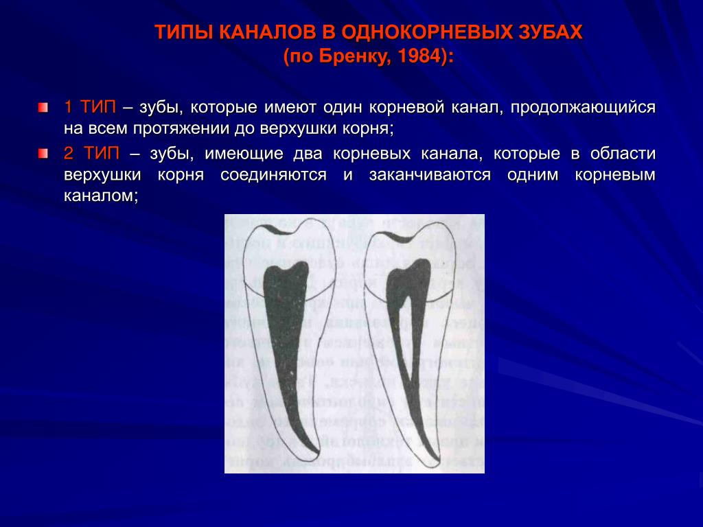 2 корня в зубе. Топография полостей и корневых каналов однокорневых зубов. Типы корневых каналов по Бренку. Типы корневых каналов в однокорневых зубах. Функции корневого канала зуба.