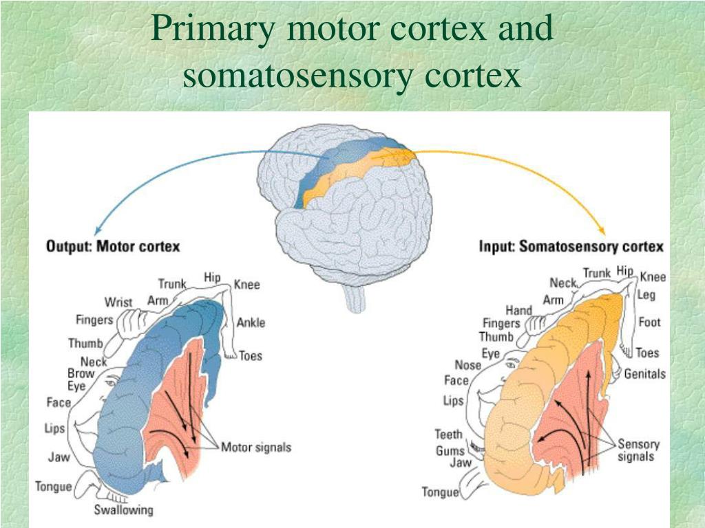 How Do The Motor Cortex And Sensory Cortex Work Together At Kenneth 
