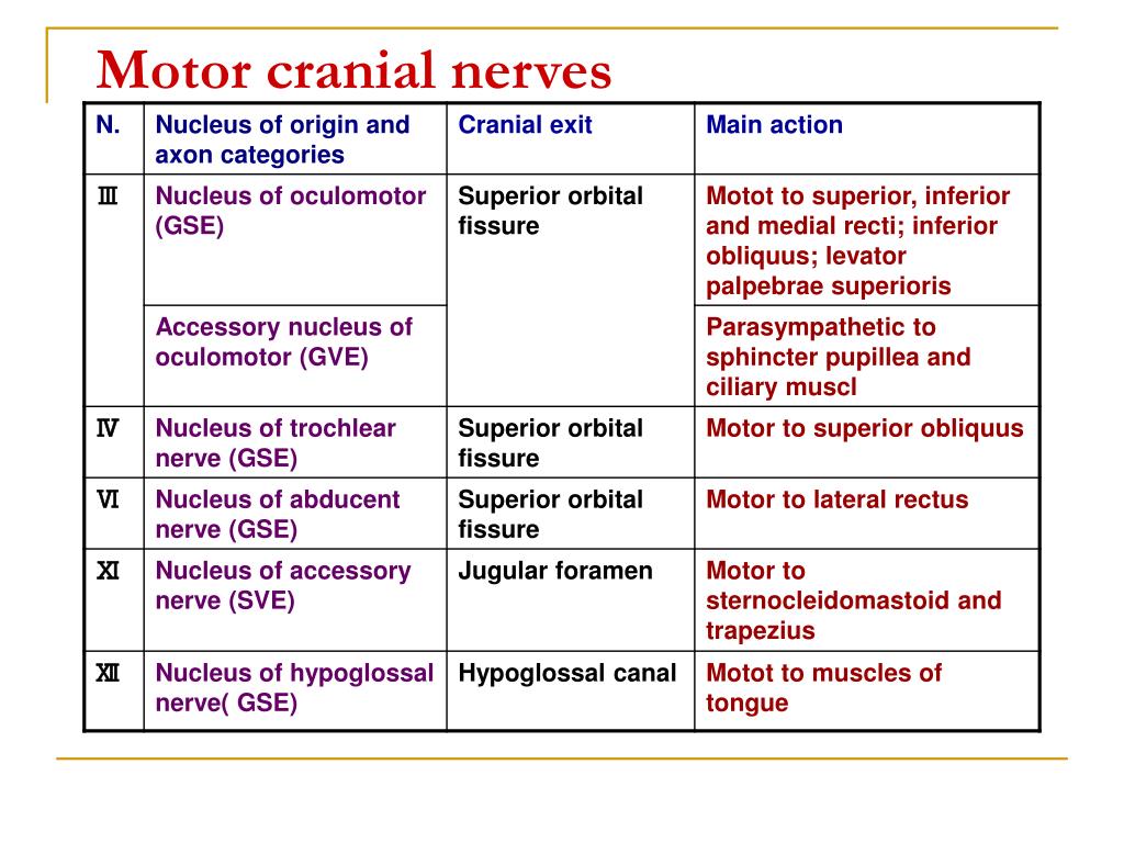 PPT - The Cranial Nerves PowerPoint Presentation, free download - ID:970419
