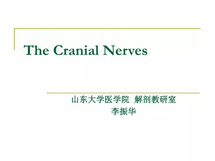 the cranial nerves n.