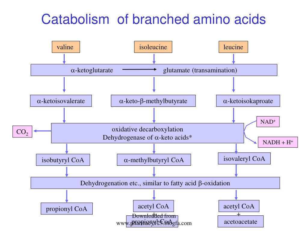 PPT AMINO ACID METABOLISM PowerPoint Presentation, free download ID
