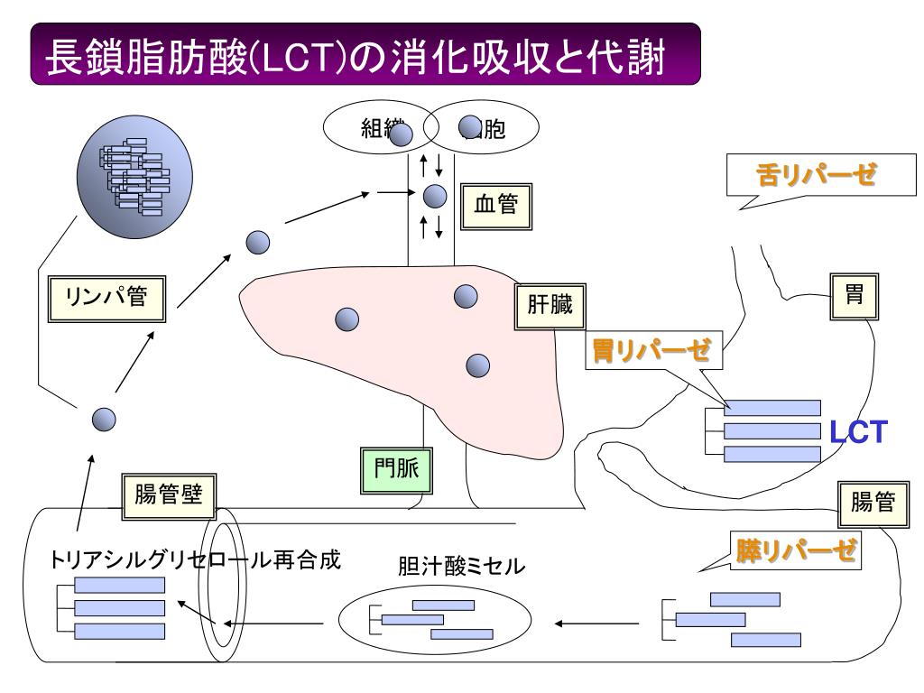 Ppt 中性脂肪 トリグリセライド トリアシルグリセロール Powerpoint Presentation Id Ppt 中性脂肪 トリグリセライド トリアシルグリセロール Powerpoint Presentation Id