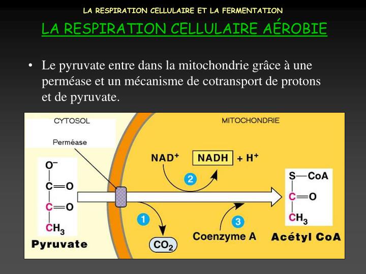 PPT - LA RESPIRATION CELLULAIRE ET LA FERMENTATION PowerPoint ...