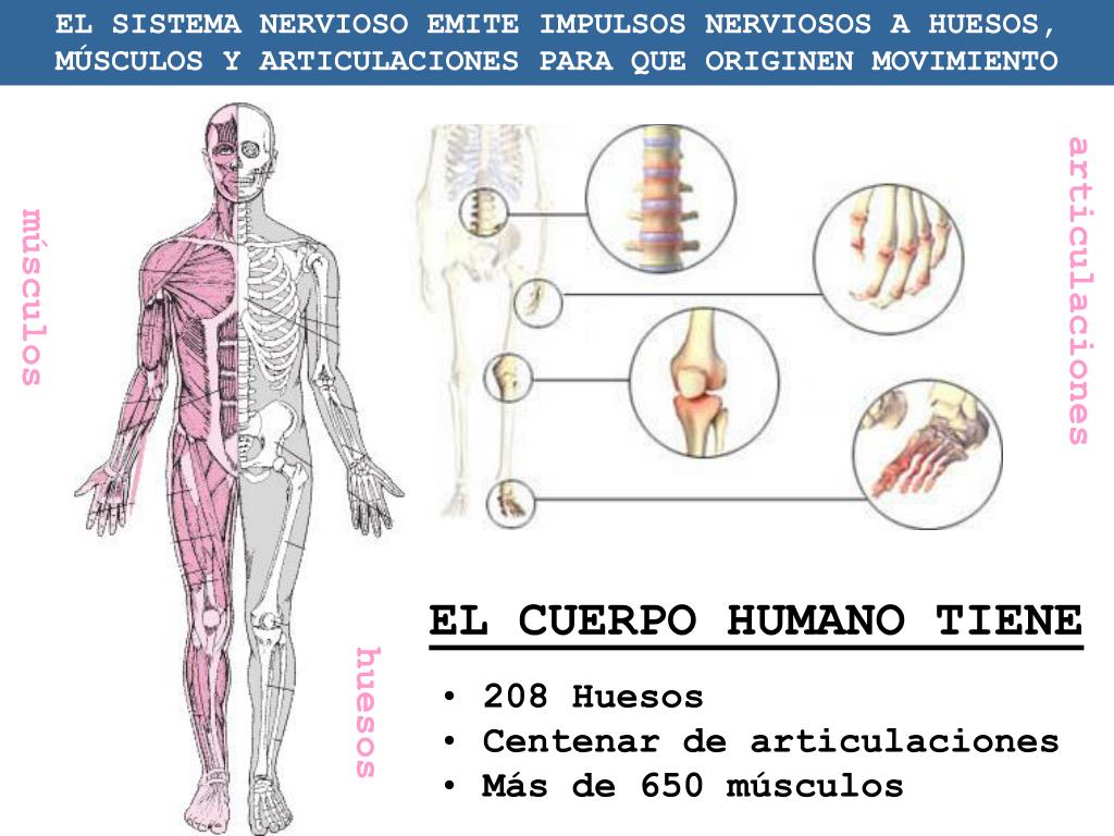 Sistema Locomotor