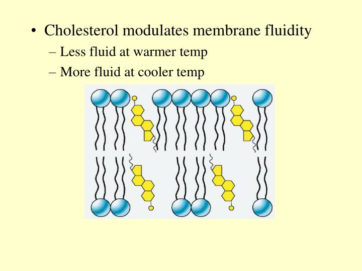 PPT Chapter 8 Membrane Structure And Function PowerPoint Presentation 