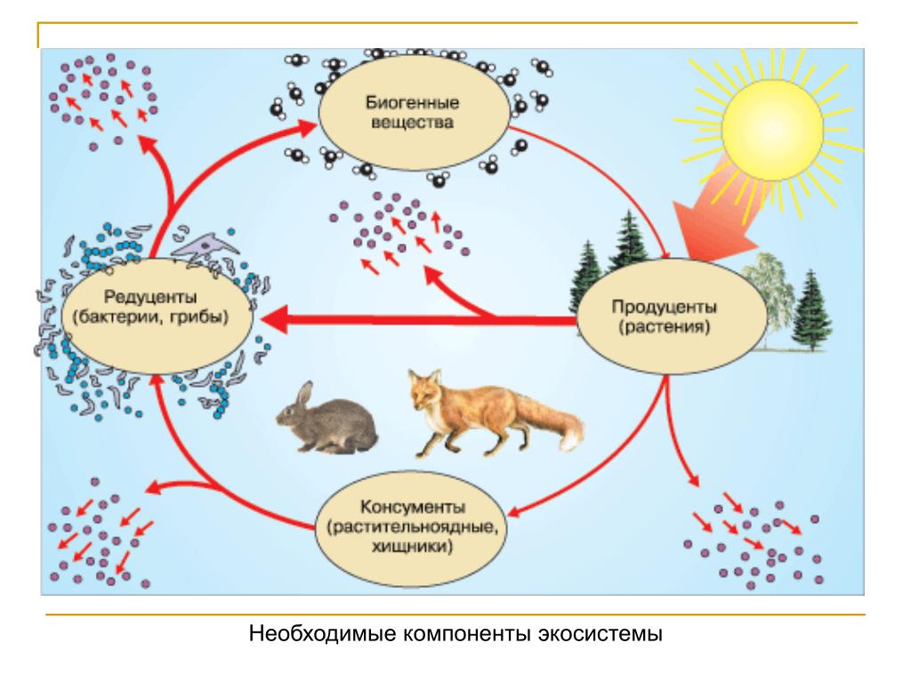 Круговорот это в биологии. Экосистема биогеоценоз структура экосистемы. Схема круговорота веществ 5 класс биология. Структура экосистемы схема 11 класс биология. Экологическая структура экосистемы продуценты.