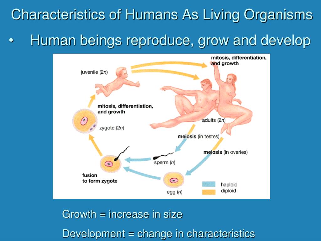 PPT - Introduction to Human Biology PowerPoint Presentation, free