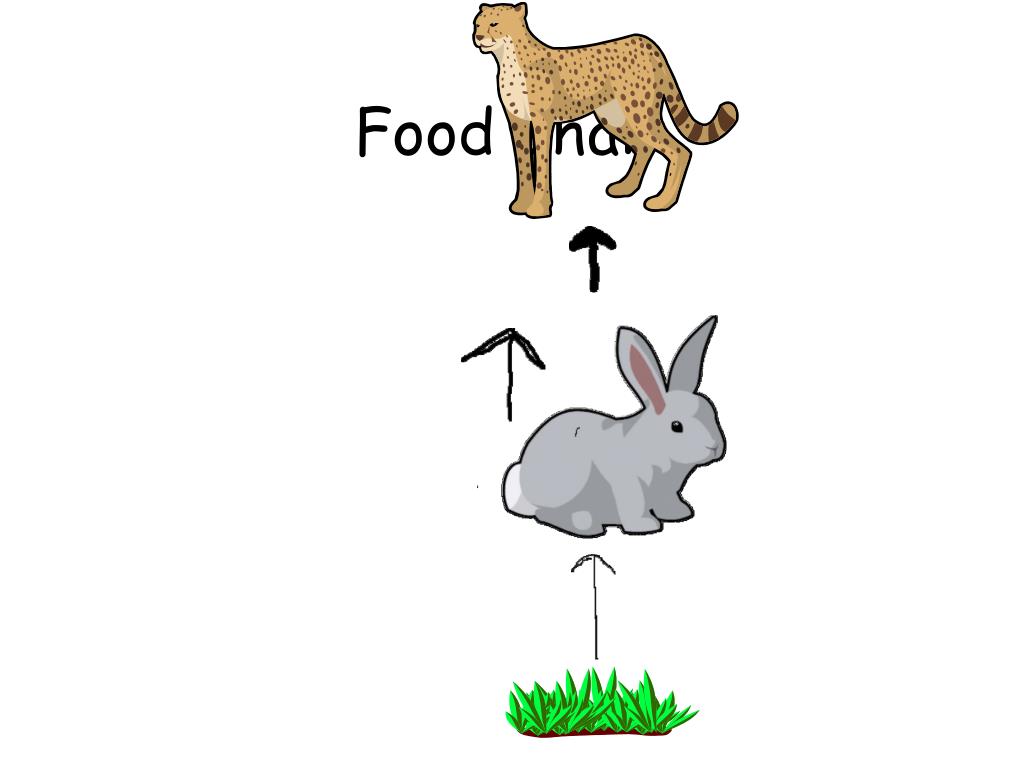 leopard By joshua PowerPoint Presentation, free download Biology Diagrams