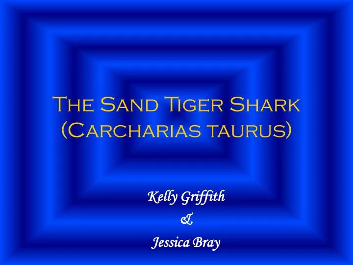 the sand tiger shark carcharias taurus n.