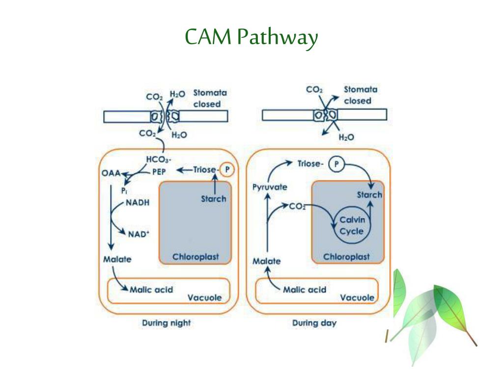 Ис кам. C3 c4 cam фотосинтез. C4 и cam фотосинтез. Кам метаболизм. Сам c3 c4.