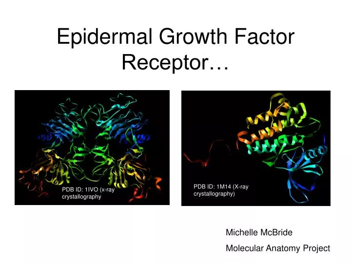 epidermal growth factor receptor n.
